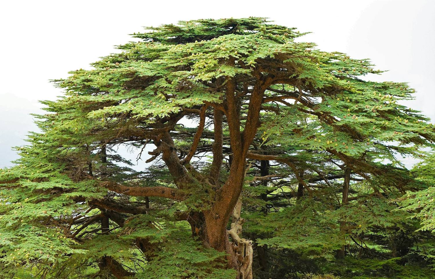 A Lebanese cedar tree with wide, layered branches in the Chouf mountains